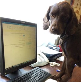 Mocha being very helpful with emails in the back office.